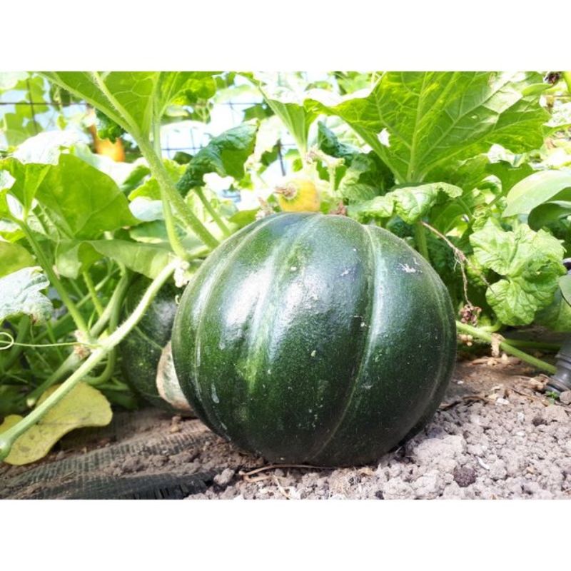 Semailles Melon Belge de Pajottenland