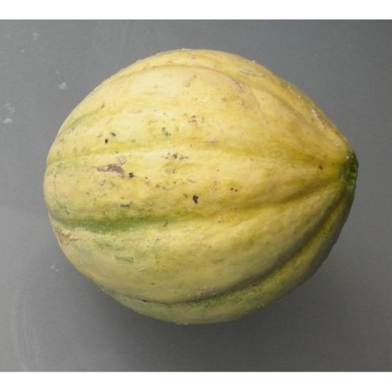 Semailles Melon Vieille France