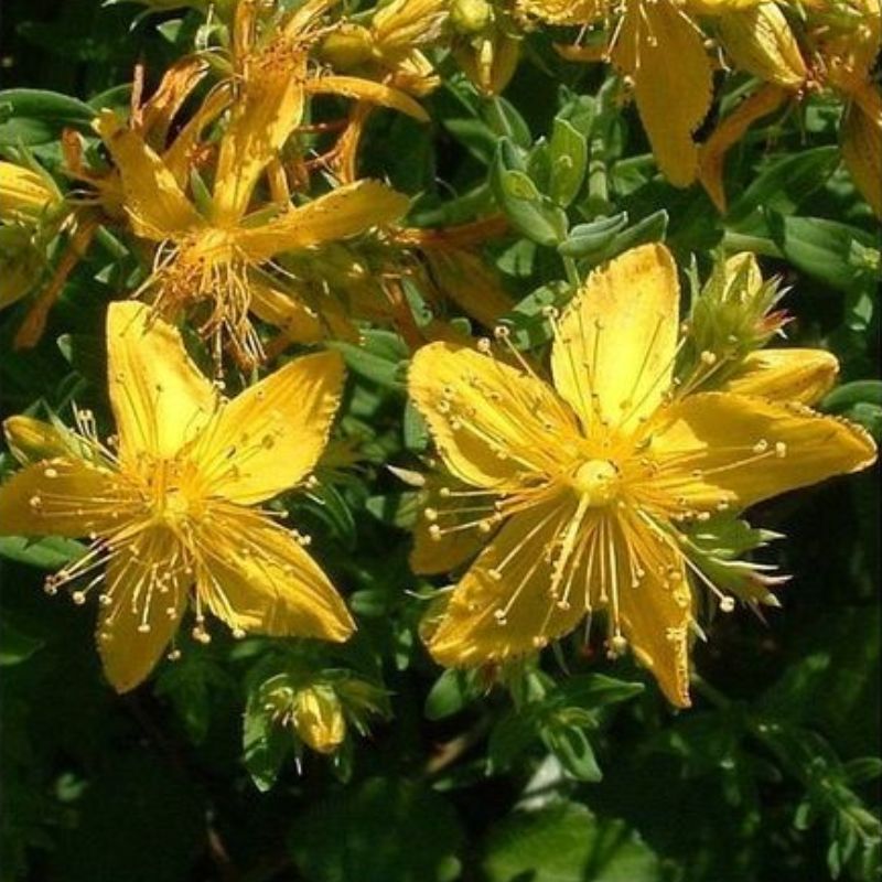 Semailles Millepertuis