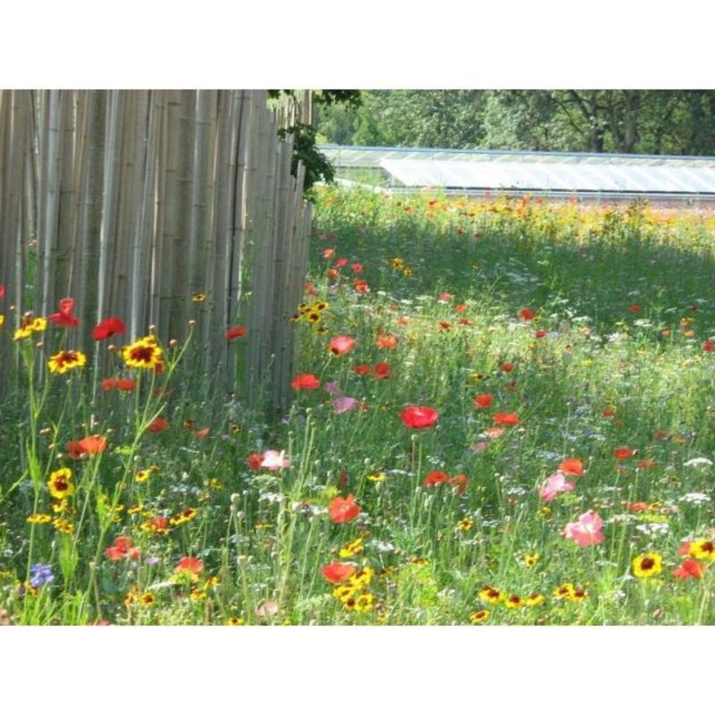 Semailles Mélange Prairie fleurie