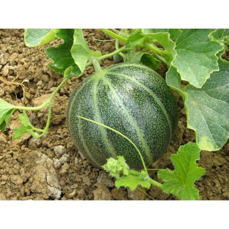 Semailles Melon Noir des Carmes