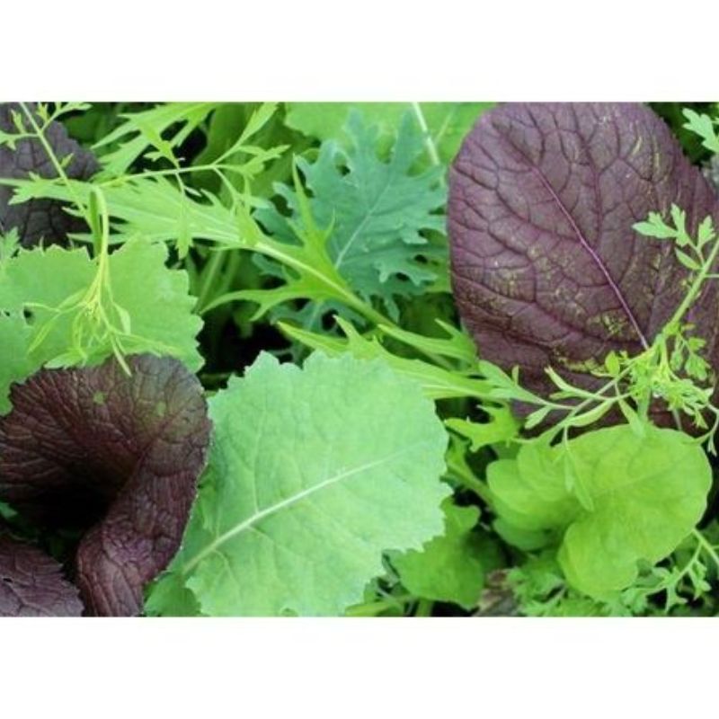 Semailles Mesclun de salades asiatiques