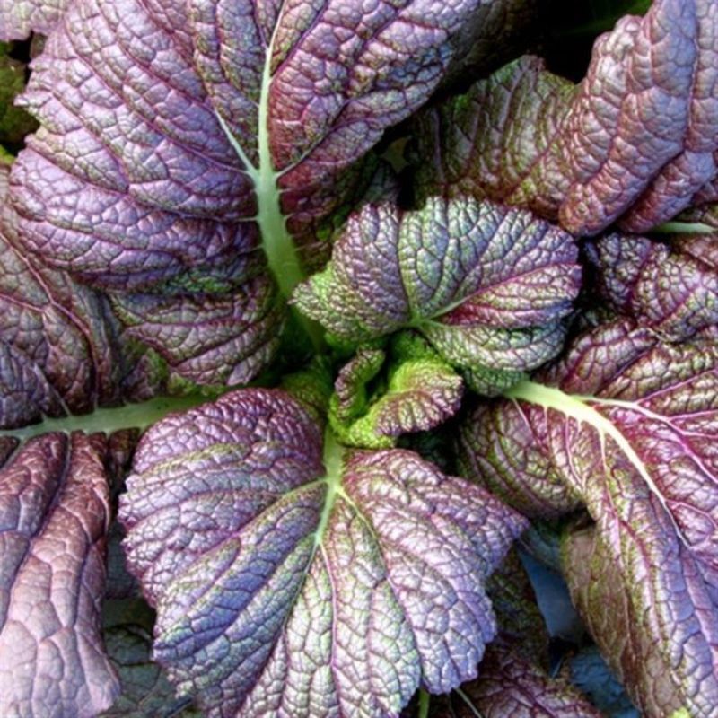 Semailles Moutarde de Chine rouge Red Giant