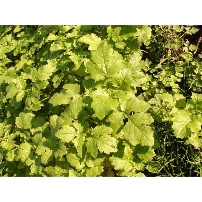 Semailles Moutarde blanche