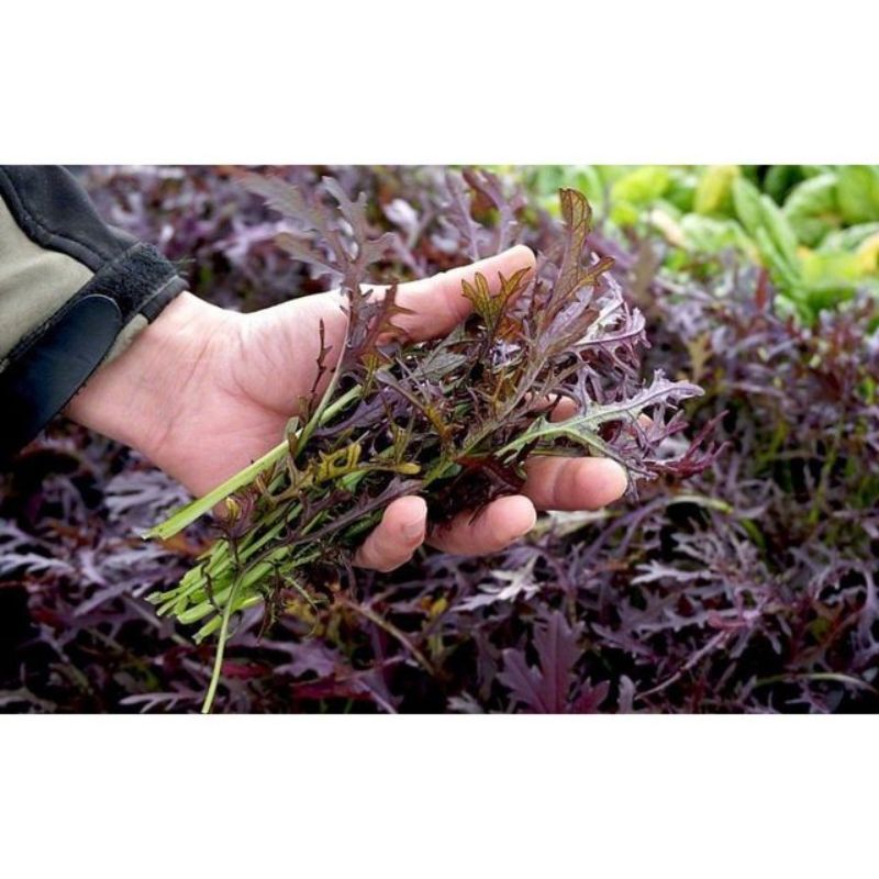 Semailles Moutarde de Chine Metis rouge