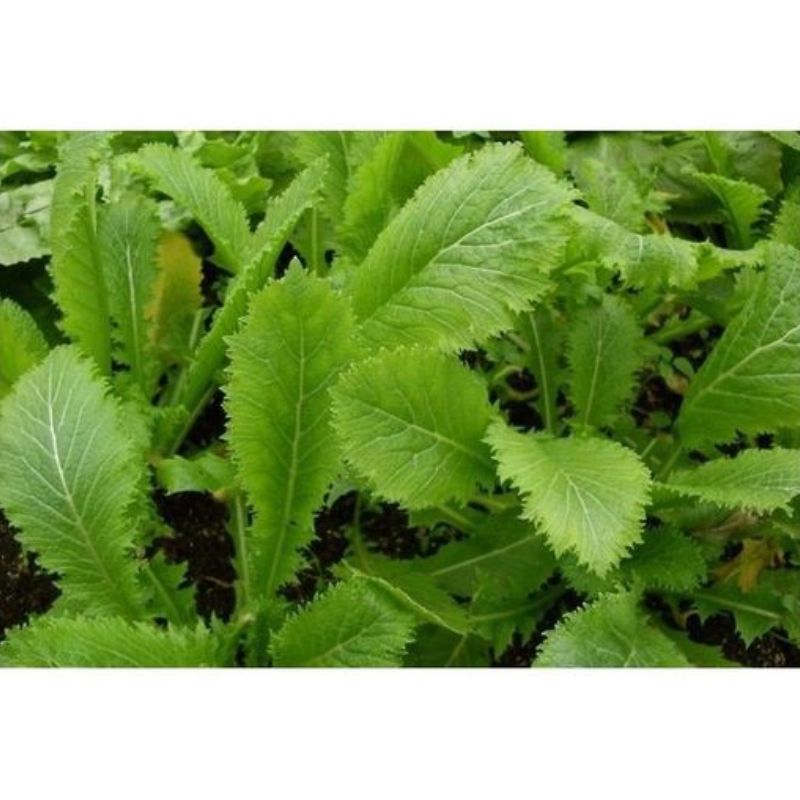 Semailles Moutarde de Chine Green in snow