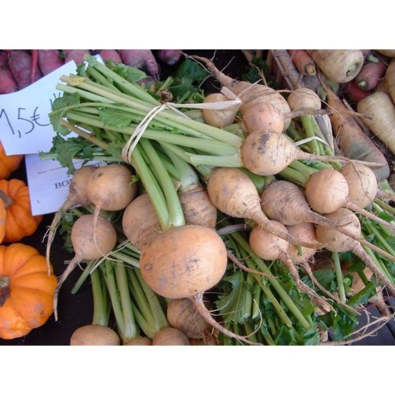 Semailles Navet Boule d'or