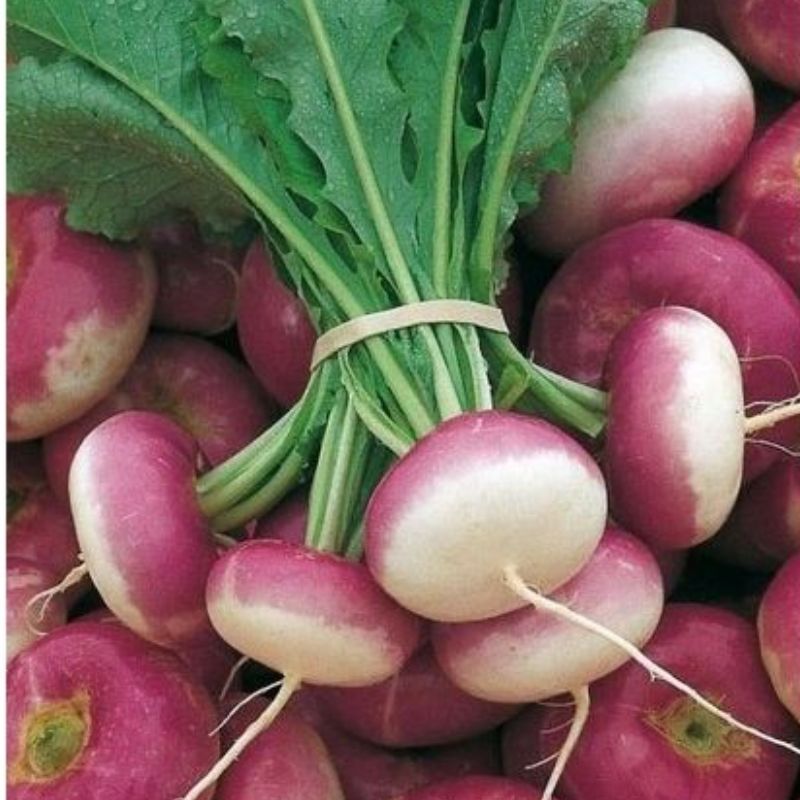 Semailles Navet de Milan à forcer à collet rose