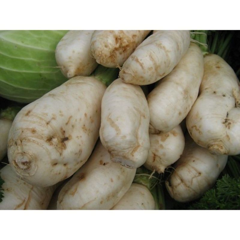 Semailles Navet des Vertus marteau