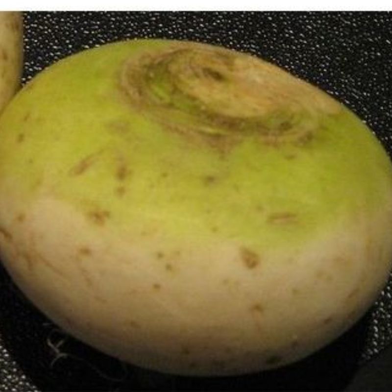 Semailles Navet Boulette de Champagne