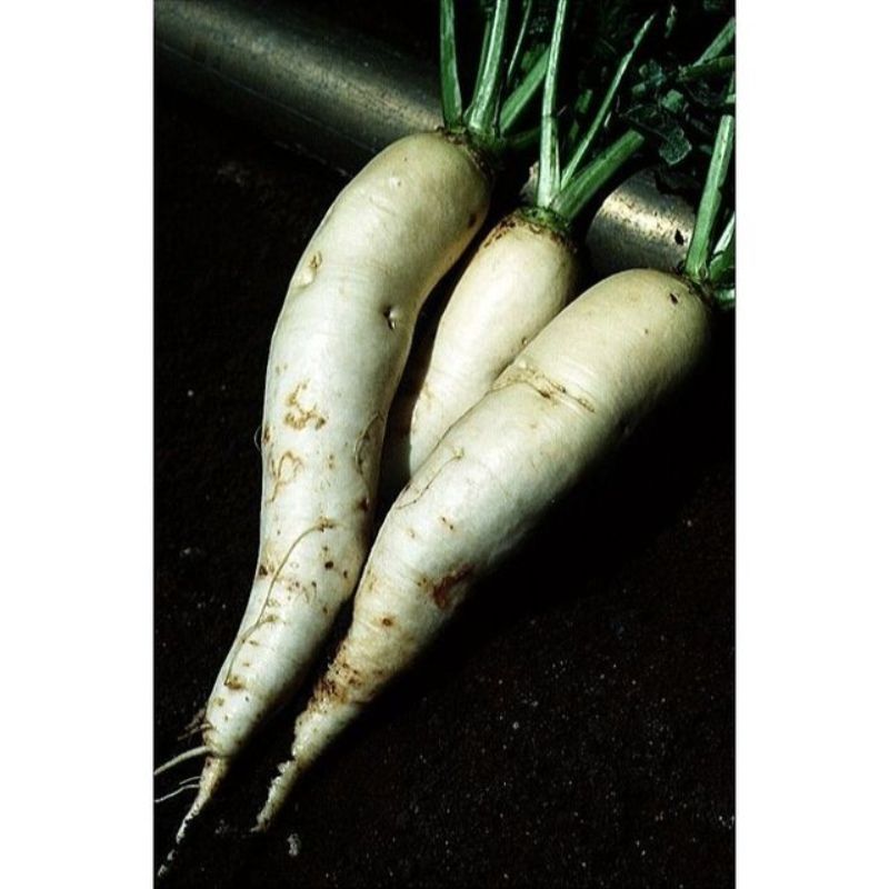 Semailles Navet de Croissy