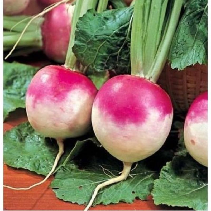 Semailles Navet de Nancy