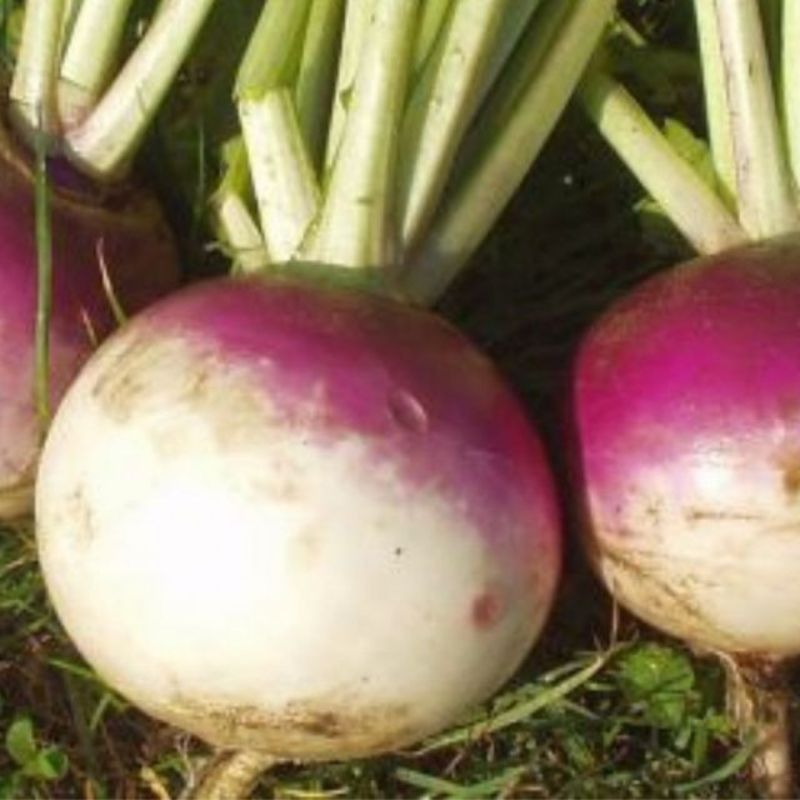 Semailles Navet Blanc globe à collet violet