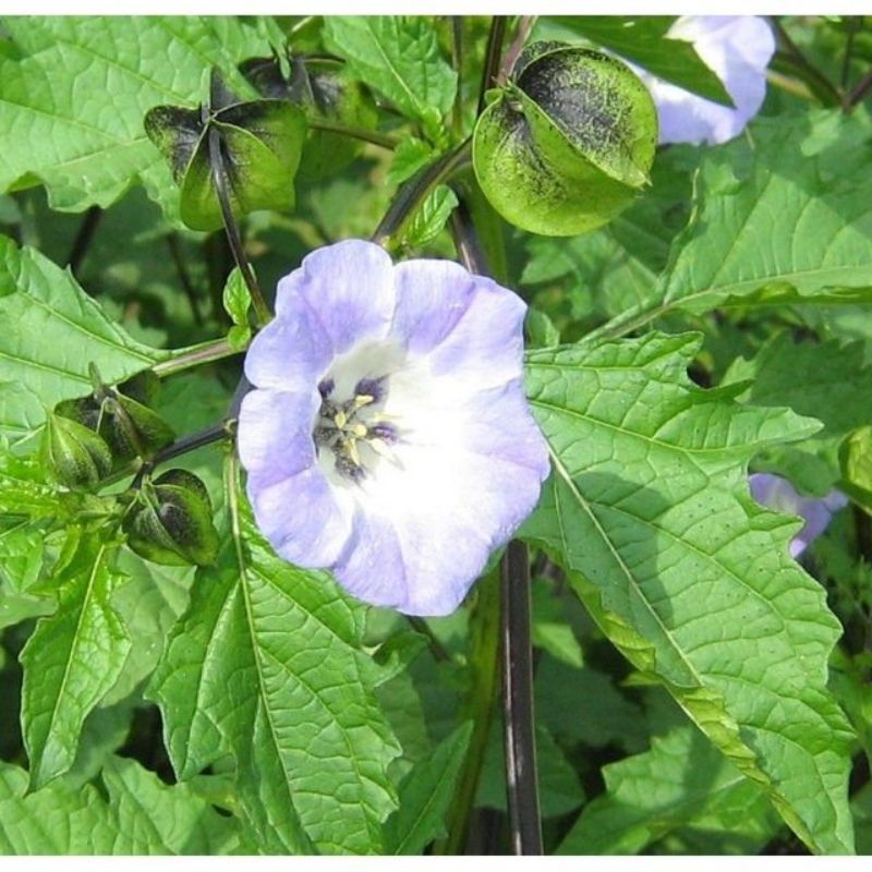 Semailles Nicandra