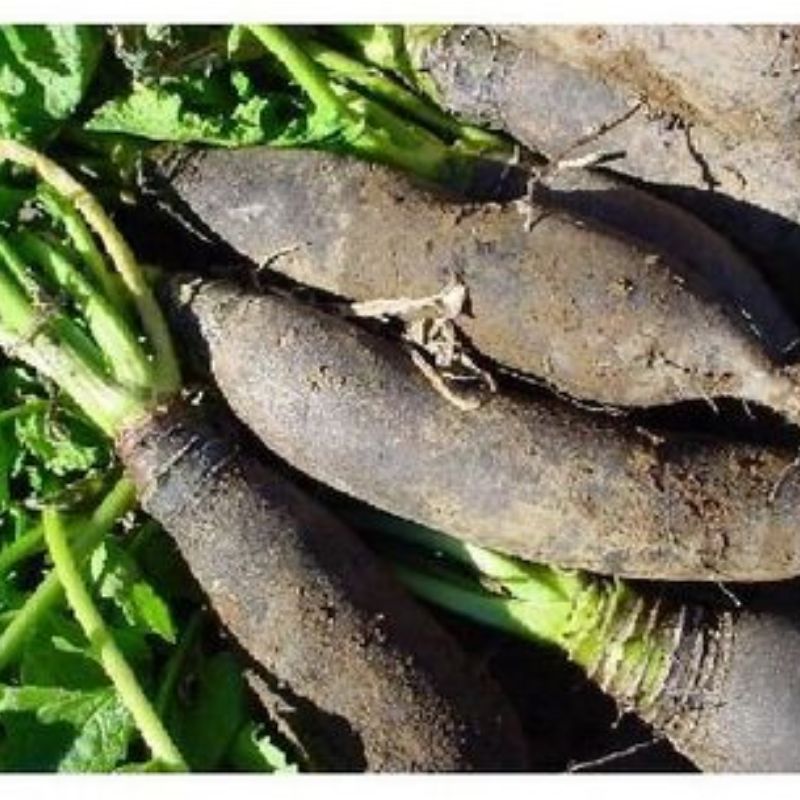 Semailles Navet Noir long d'hiver