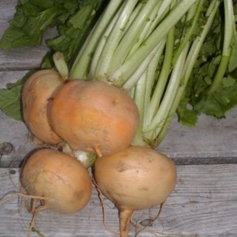 Semailles Navet Petrowski