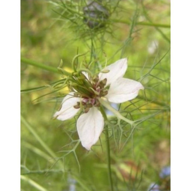 Semailles Nigelle aromatique ou Cumin noir