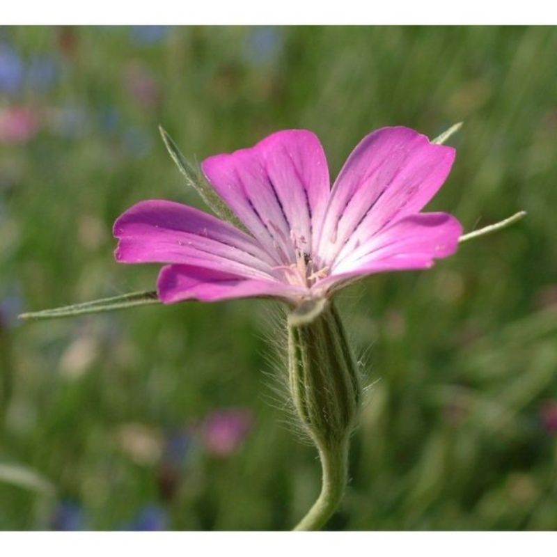 Semailles Nielle des blés