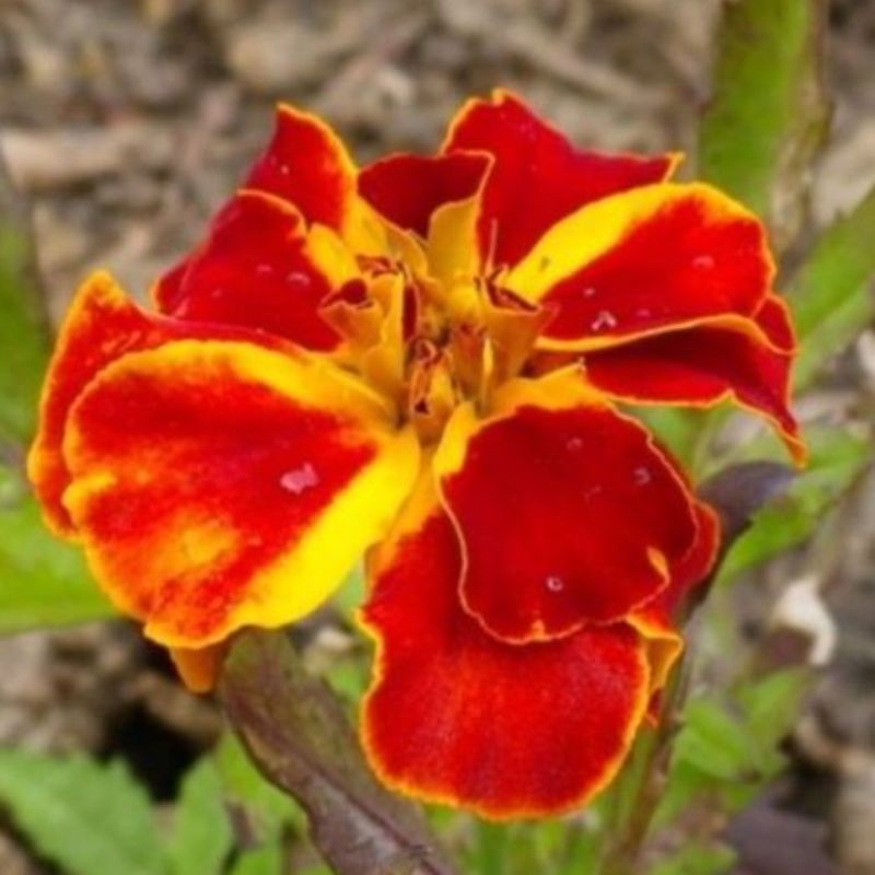 Semailles Oeillet d'Inde nain