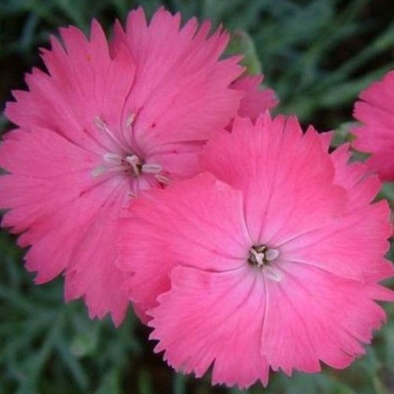 Semailles Oeillet mignardise