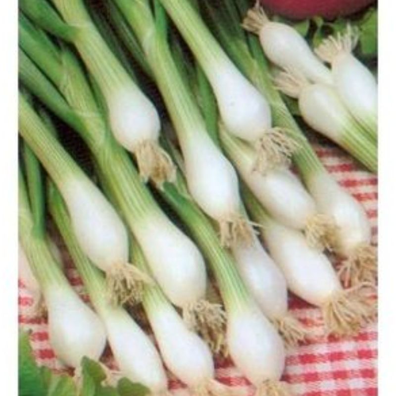 Semailles Oignon Blanc de Lisbonne