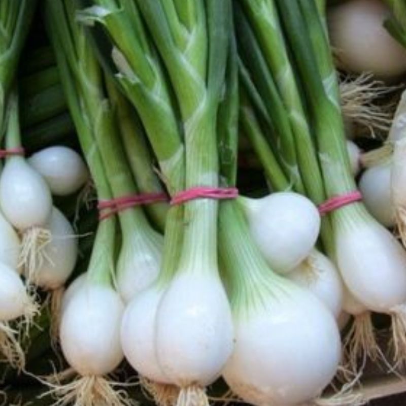 Semailles Oignon Blanc de Vaurigard