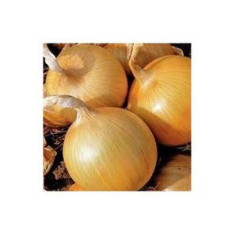 Semailles Oignon Rijnburger 4