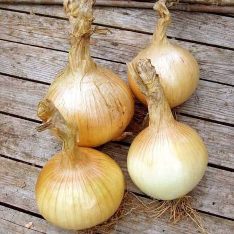 Semailles Oignon de Stuttgart