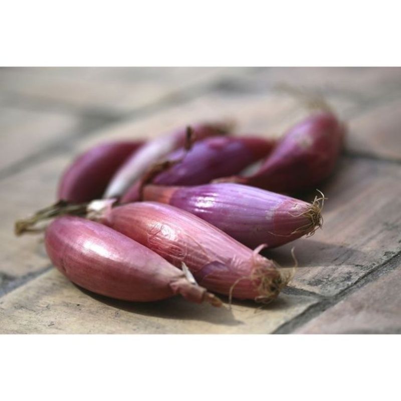 Semailles Oignon doux de Florence race de Simiane