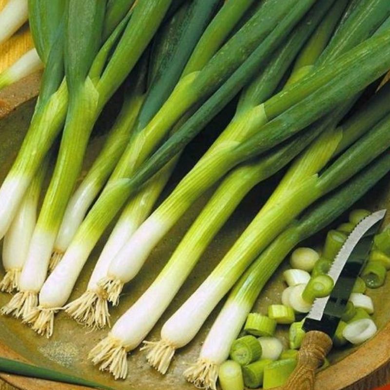 Semailles Oignon Ishikura Long White