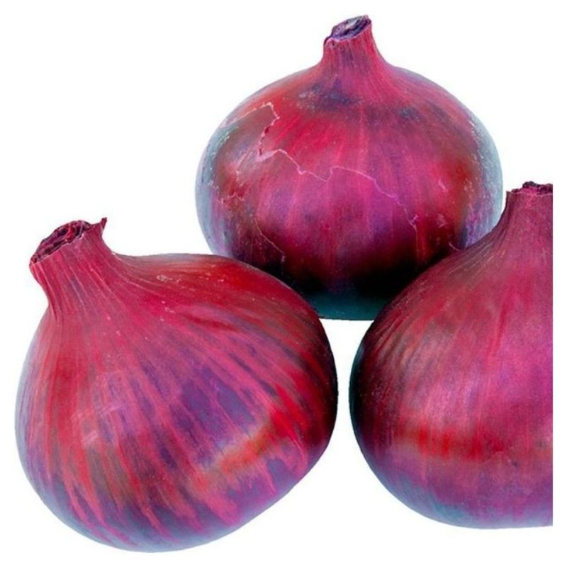 Semailles Oignon Red Baron