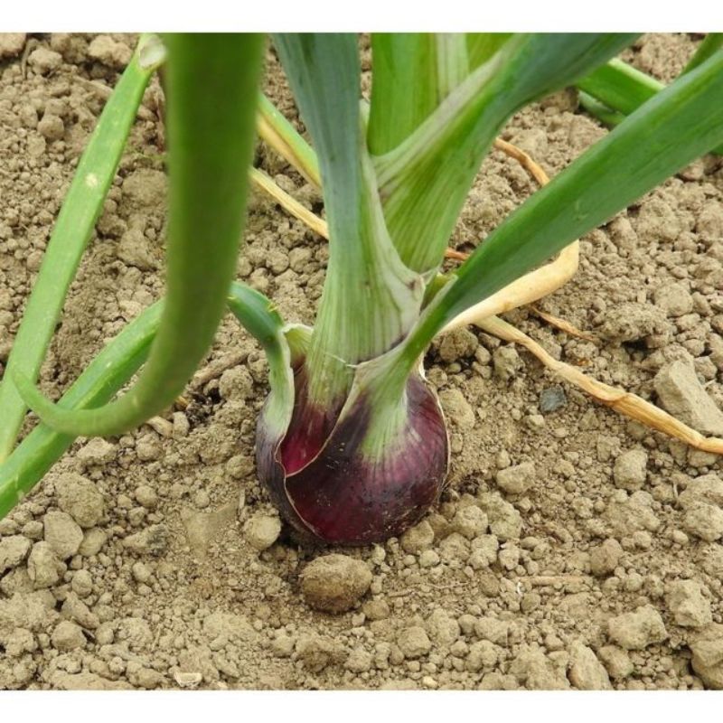 Semailles Oignon Rouge de Huy