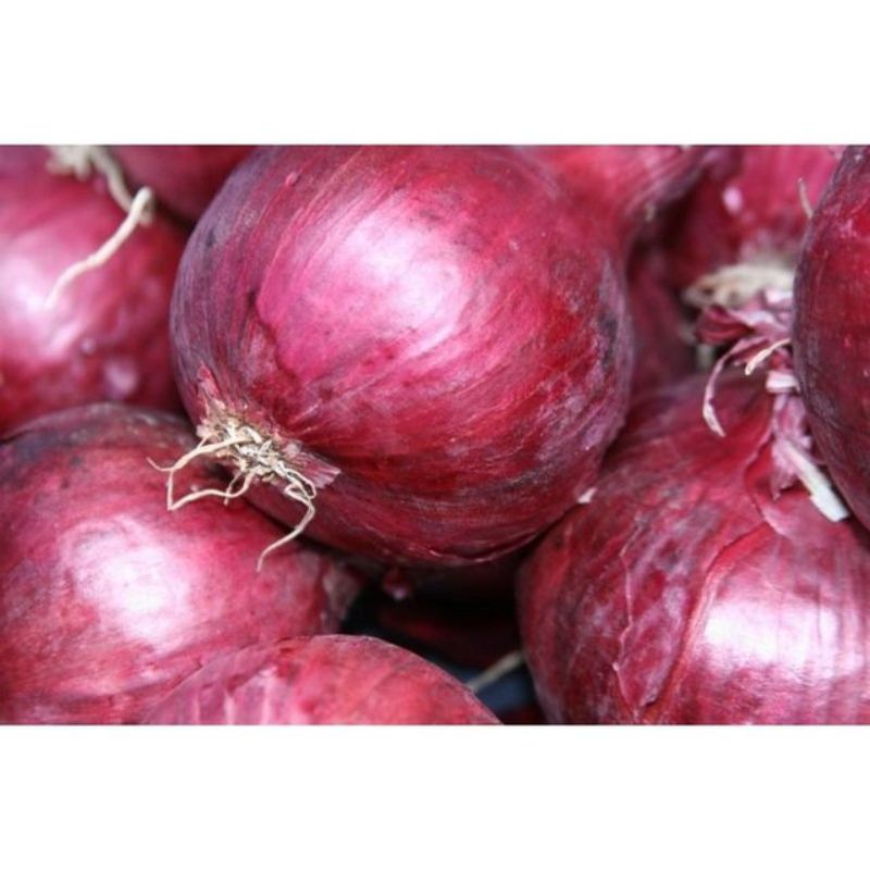 Semailles Oignon Robelja