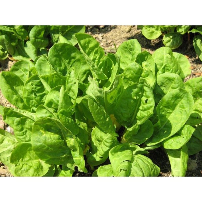 Semailles Oseille Commune de Belleville