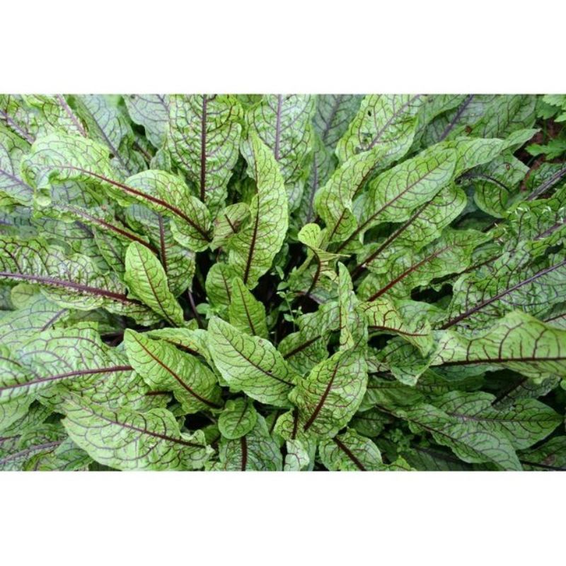 Semailles Oseille sanguine