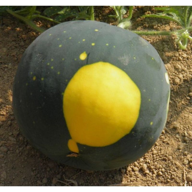 Semailles Pastèque Lune Etoile