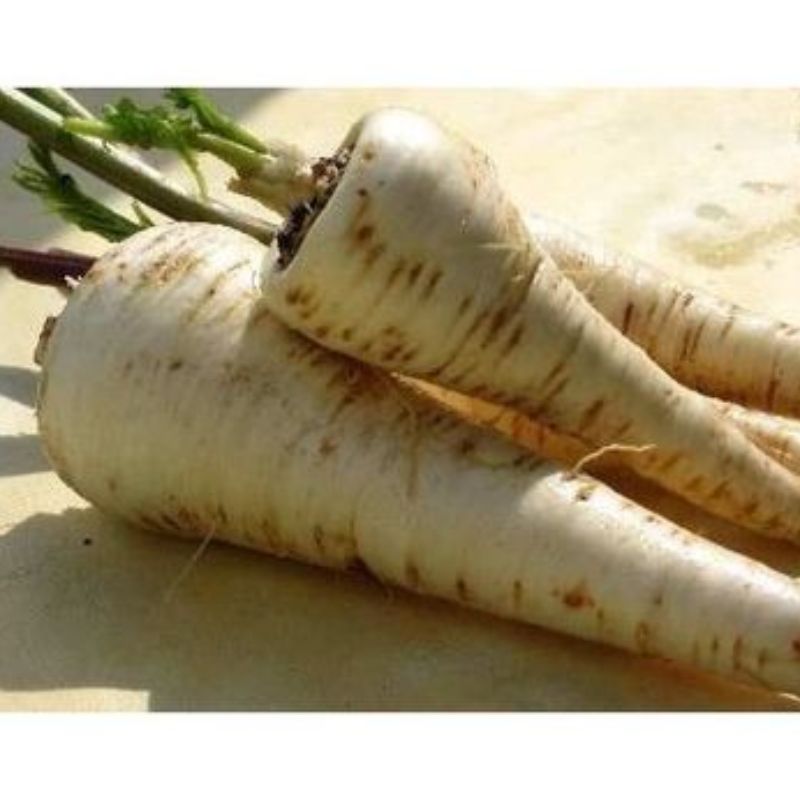 Semailles Panais Long Turga