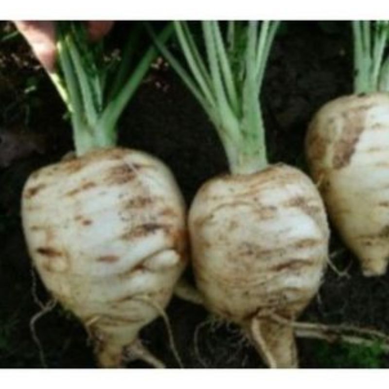 Semailles Panais rond hâtif