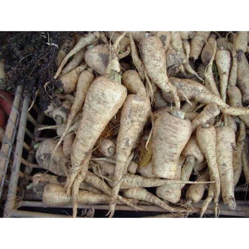 Semailles Panais de Guernesey