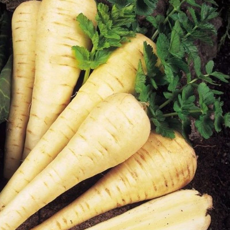 Semailles Panais Tender and True