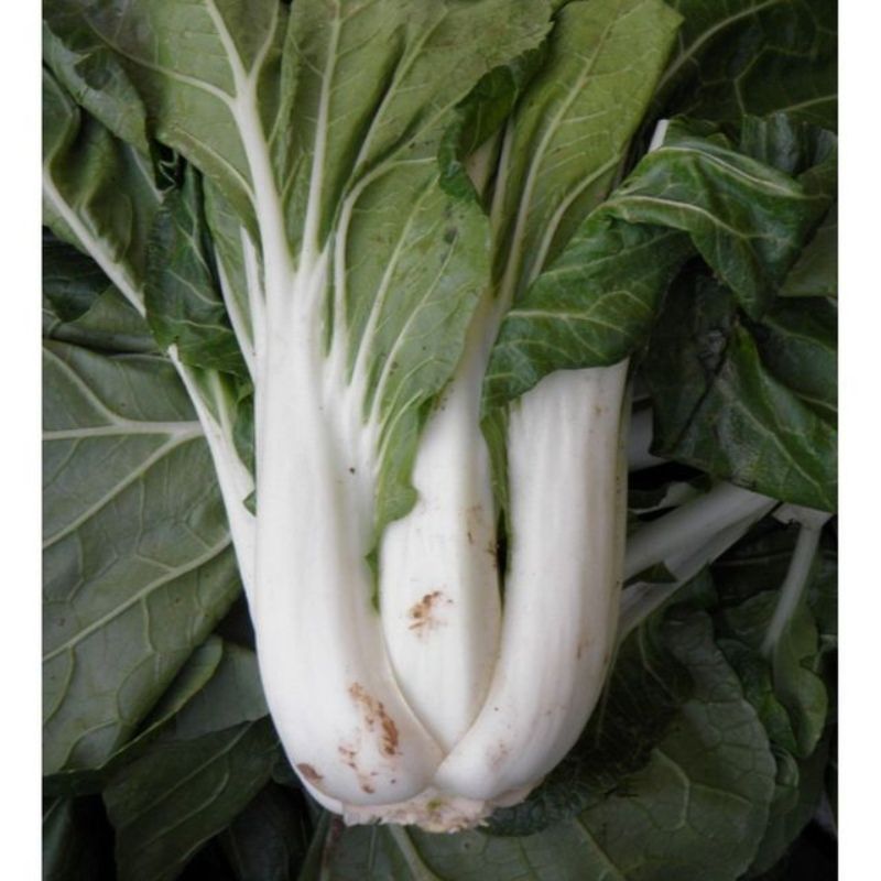 Semailles Pak Choi Taisai