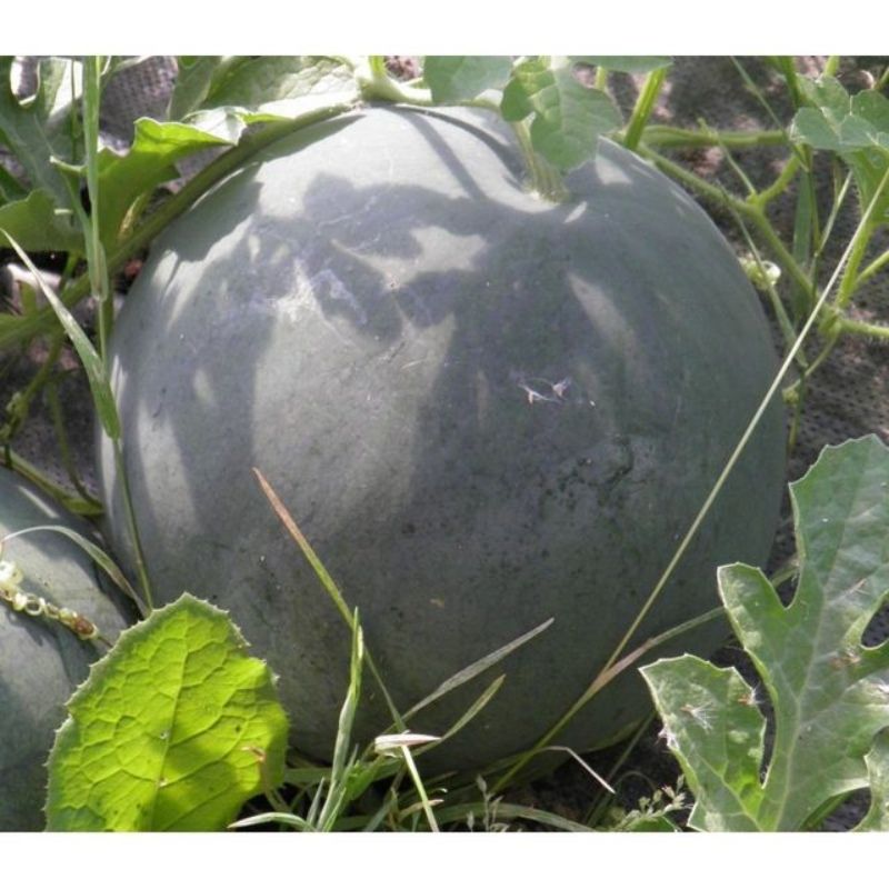 Semailles Pastèque Sugar Baby