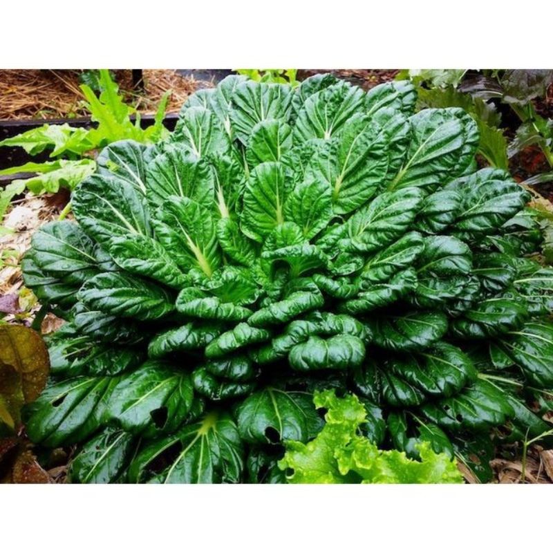 Semailles Pak Choi Tatsoi