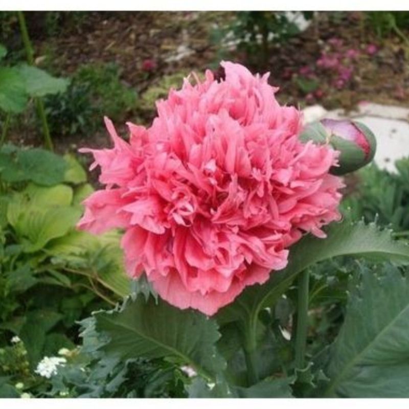 Semailles Pavot rose double