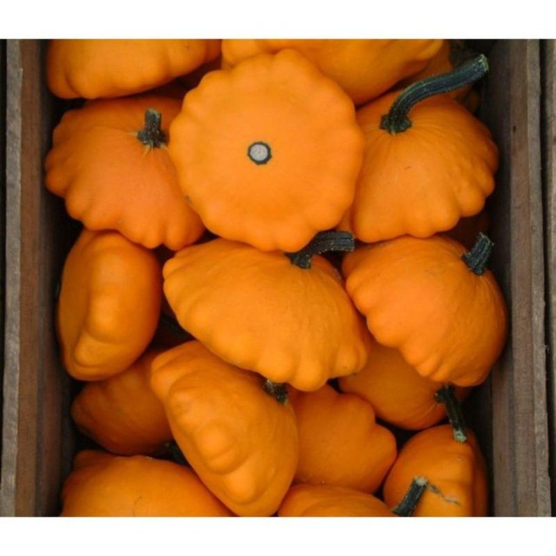 Semailles Pâtisson Orange