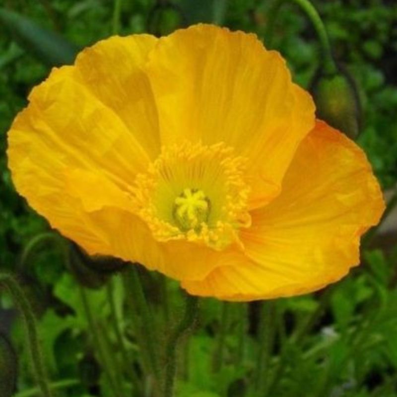 Semailles Pavot d'Islande