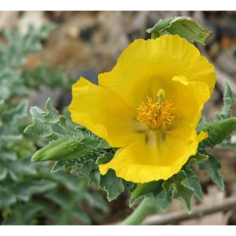 Semailels Pavot Cornu-Glaucière jaune