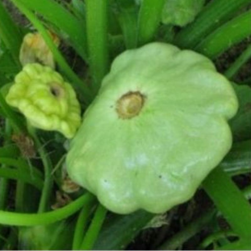 Semailles Pâtisson vert pâle de Bennings