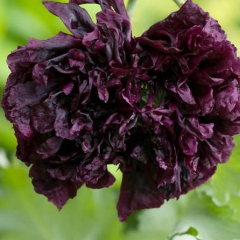 Semailles Pavot Black Peony