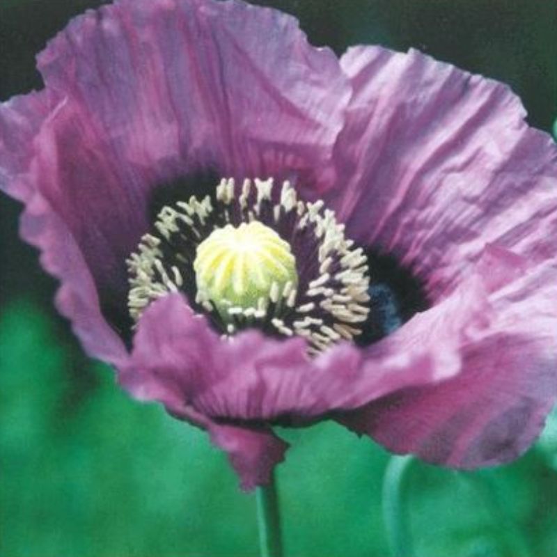 Semailles Pavot violet simple